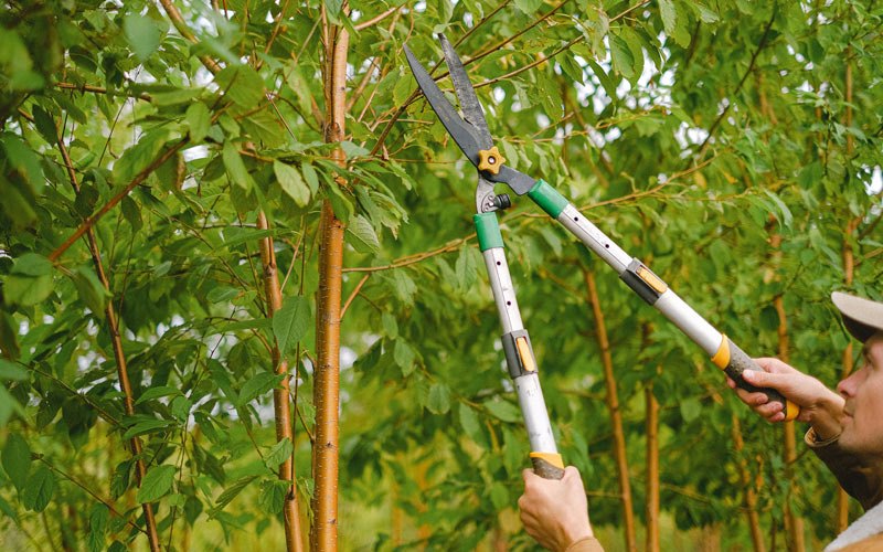 Tree trimming in Straughn, IN